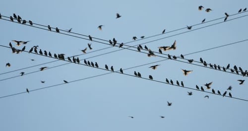 A flock of European starlings (Sturnus vulgaris) roost on overhead wires. Occitania, Southern France