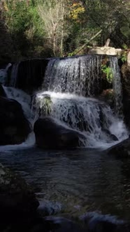 Dense Forest Scene with a Stream Mosscovered Rocks
