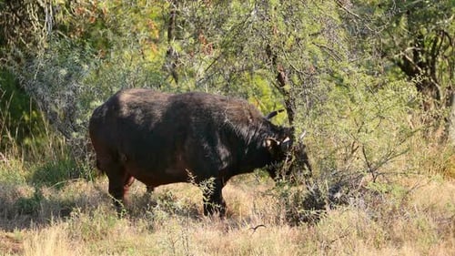 African Buffalo In Natural Habitat, South Africa