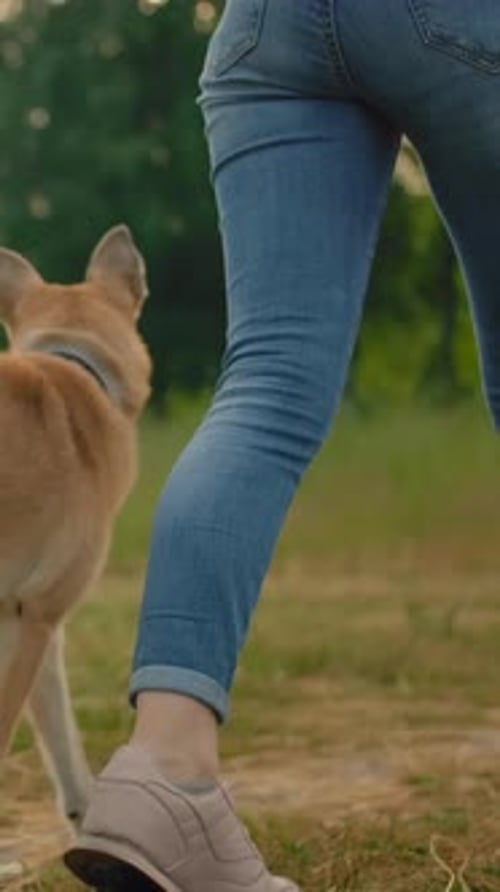 Vertical of An Obedient Dog Without a Leash Walks Along a Path in a Park Next to a Woman