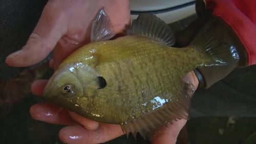 Fisherman's Hands Holding Live Bluegill Fish. close up