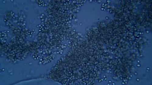 Microscopic Organism Cells Motion Background Loop