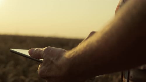 Farmer Using Tablet in Golden Wheat Field at Sunset