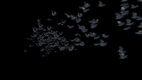 Flock of Bats Flying Swarm Animation
