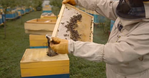 Imker arbeitet mit Bienen und Bienenstöcken auf der Imkerei