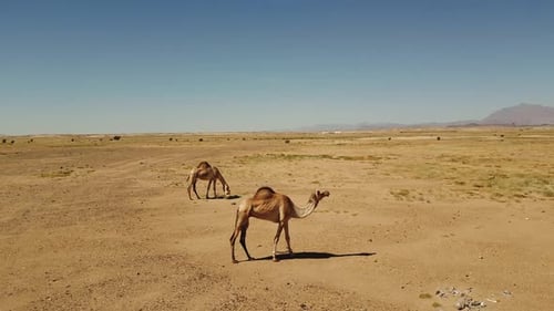 Two camels walk and eat grass in sandy desert on hot sunny day. (4K)