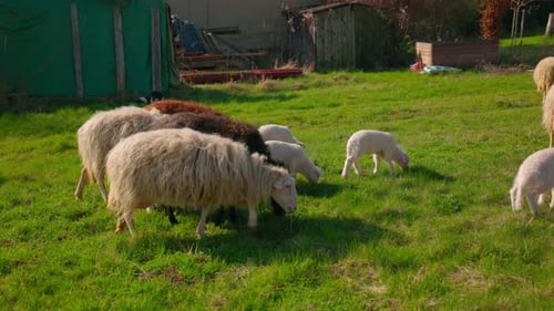 Flock Of Sheep And Lamb Grazing On Green Pasture. wide shot
