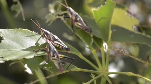 Three grasshoppers resting on bitten leafs. Pest infestation concept