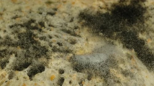 Mold come alive in mesmerizing time-lapse video of a slice of bread decaying over time.