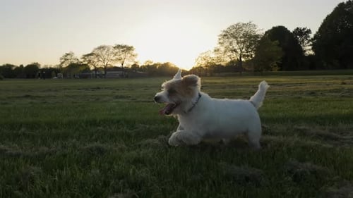 Dog Jack Russell Terrier Runs on Field in Park Slow Motion
