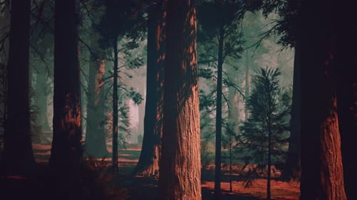 Majestic Sequoia Forest With Towering Trees
