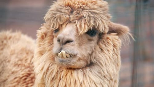 Fluffy Alpaca Relaxing on a Sunny Afternoon at the Farm