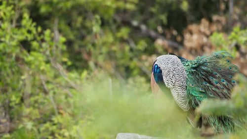 A vibrant peacock resting in lush green vegetation in a tropical forest. Detailed plumage and