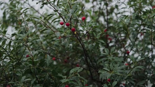 Sommerregen im Kirschgarten Regentropfen in Zeitlupe fallen auf die Blätter