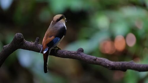 Wunderschöner Hintern, wenn er sich mit Futter im Maul umschaut, Silberbrust-Breitschnabel Serilophus l