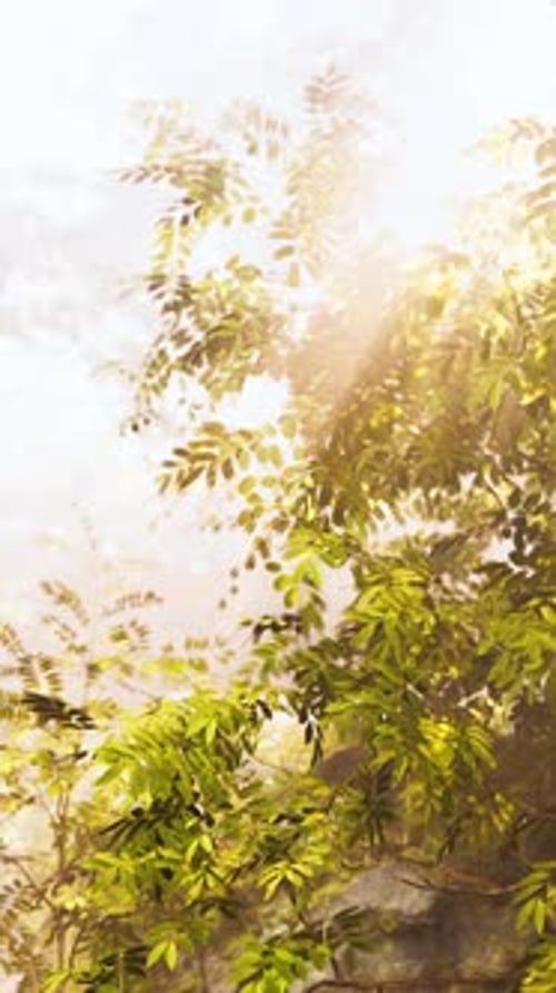 The Sun Shines Through the Leaves of a Tree