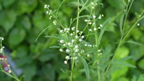 Le parthénium est une plante extrêmement malsaine.