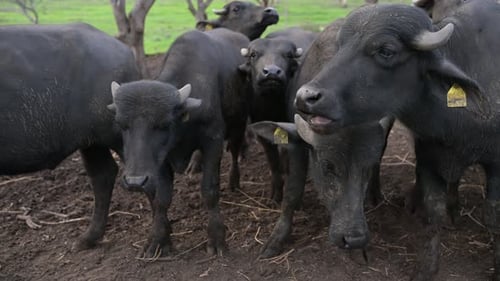 Closeup of a Young Water Buffalo's Face Peeking Through a Group of Others with Curious Eyes and a