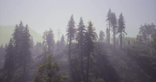 Misty Forest Landscape Under Soft Sunlight in Tranquil Morning Ambiance