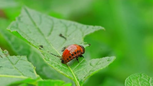 Die Kartoffelkäferlarve aus Colorado ernährt sich aktiv von einem leuchtenden grünen Kartoffelblatt in einem Garten Die