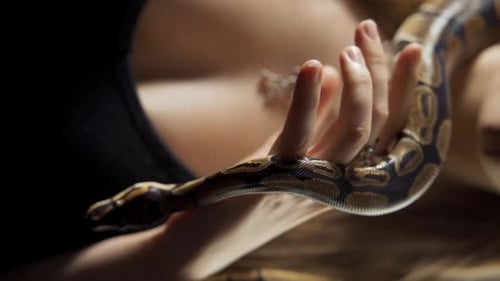 Gothic Fantasy Woman Dark Queen of Snakes