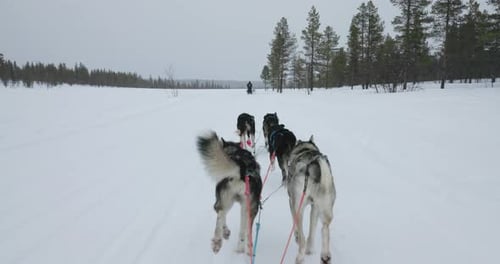 Sled dogs running across a frozen lake