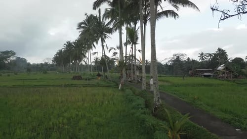 Vídeo aéreo de campos de arroz verdes verdes e palmeiras no campo.
Indonésia