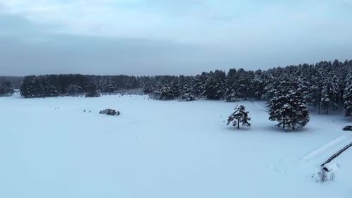 Winter Rural Landscape Snowcovered Field With Trees Frosty Meadow Featuring Scattered Pines And