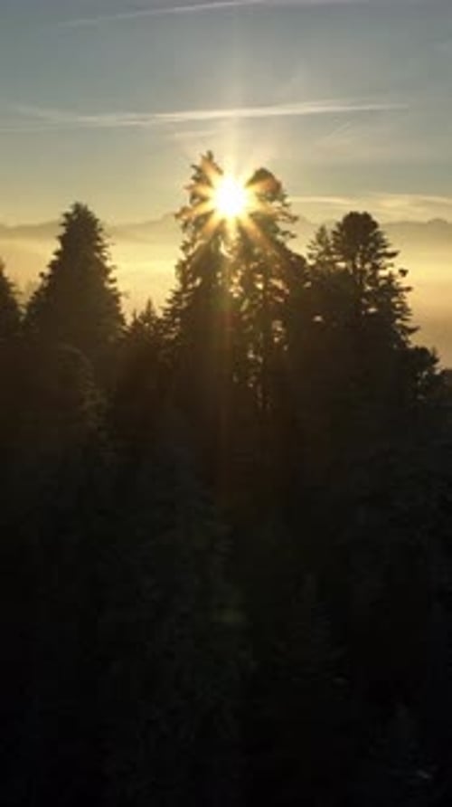 Le lever du soleil doré brille magnifiquement à travers les majestueux pins de la zone forestière