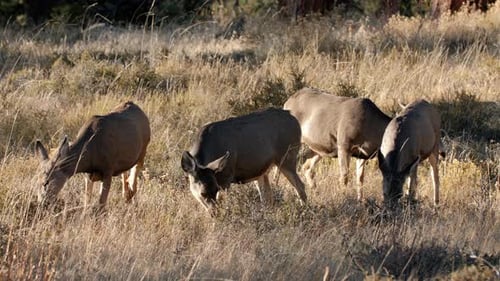 A herd of deer grazing in the Rocky Mountain National Park