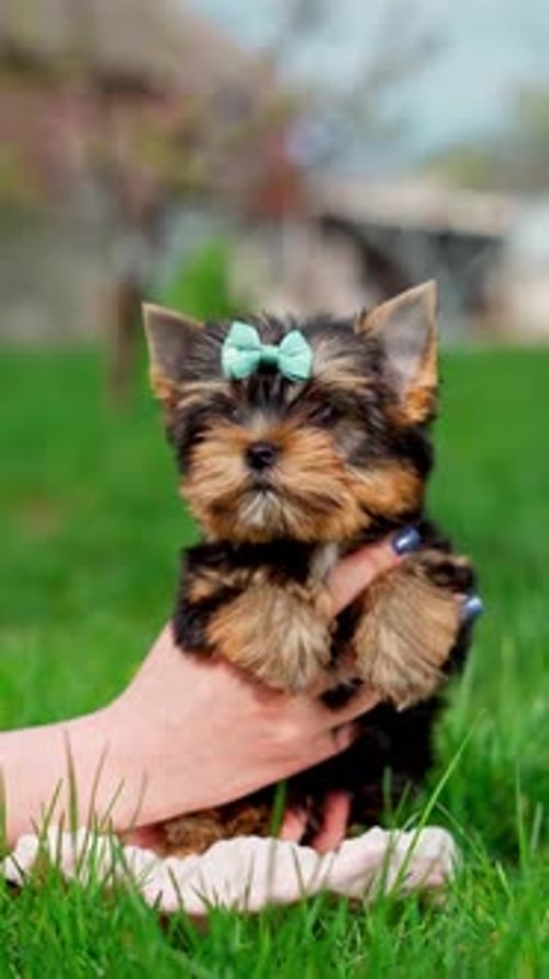 A little Yorkshire Terrier Puppy Sits in the arms of a girl against the background of green grass