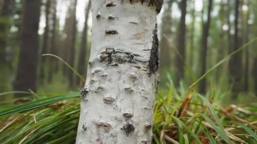 Tronco de abedul blanco rodeado de largas briznas de hierba