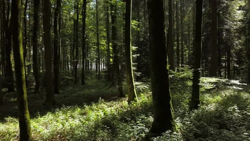 A Serene Sunlit Forest Awaits for Exploration in the Tranquil Early Morning Light of Day