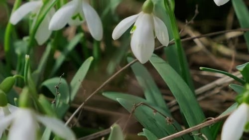 Floco de neve polinizado por abelhas durante o início da primavera na floresta Gotas de neve florescem flocos de neve brancos na primavera