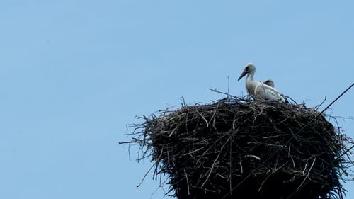 Close-up of stork in nest against a clear blue sky, showcasing wildlife and nature