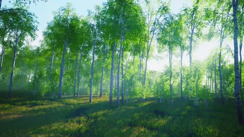 Panorama of Birch Forest with Sunlight