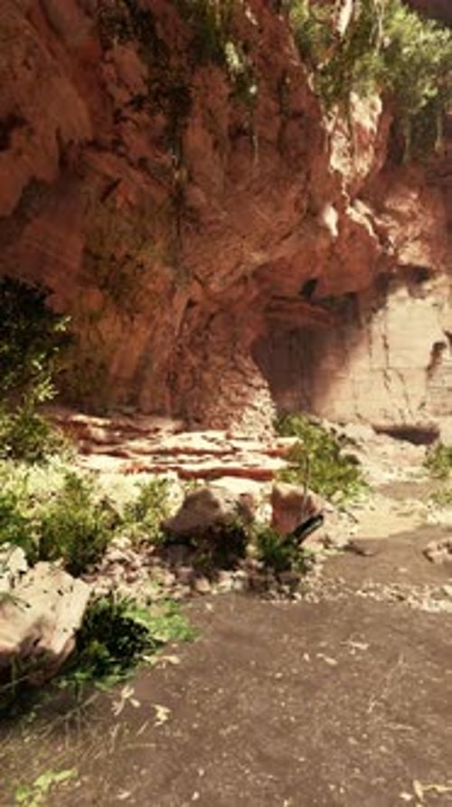 Rocky Area With Plants