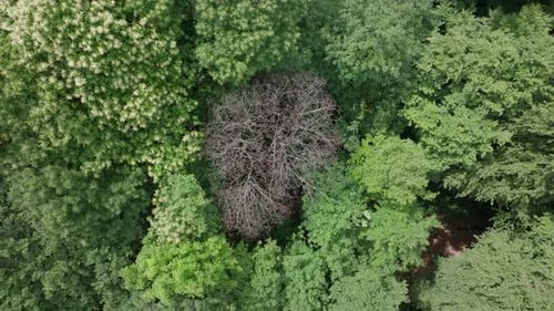 Drone Ascent Over Bare Tree in Forest