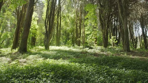 Slow motion camera inside tropical dense forest. Presence effect.