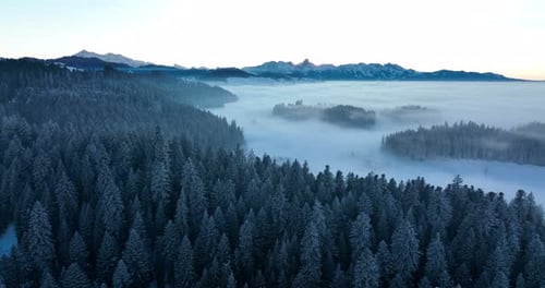 Experience the Enchanting Winter Serenity Found in a Breathtakingly Misty Forest Landscape