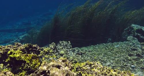 Underwater View of the Clear Freshwater Lake with Algae and Stones in Sunny Day