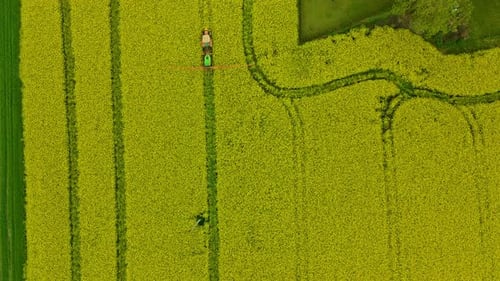 An agricultural tractor with sprayer spraying agricultural rapeseed field growth chemicals fertilize