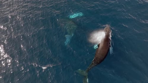 Humpback Whale resting close to the surface in Antarctica, Aerial view