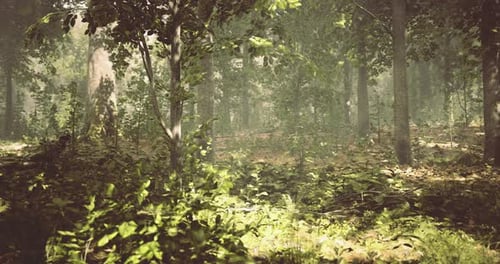 Sunlight Filtering Through Dense Trees in a Tranquil Forest Setting