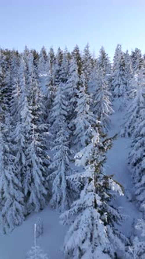 Aerial View Of SnowCovered Trees In Winter Mountain Forest At Sunrise