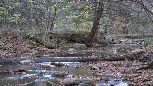A small stream flowing through the forest on a cool autumn day in the mountains.