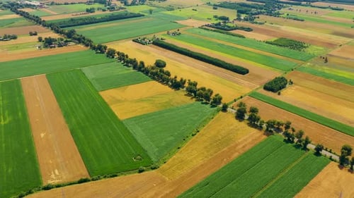 Green fields aerial view before harvest at summer. Road aerial