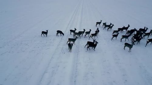 drone fly above herd of deer in white snow ice covered landscape