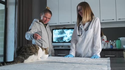 Smiling veterinarian examining pet in table, near cat owner in room visit to veterinary clinic.