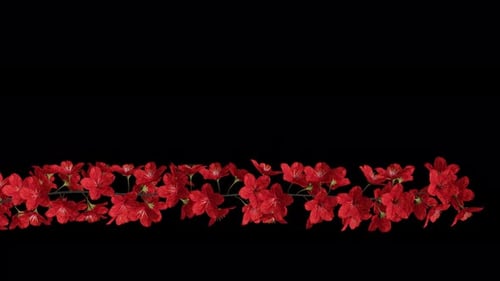 Blooming Cherry Branch - Red Flowers - Lower 3rd Title Plate In Out - Alpha channel